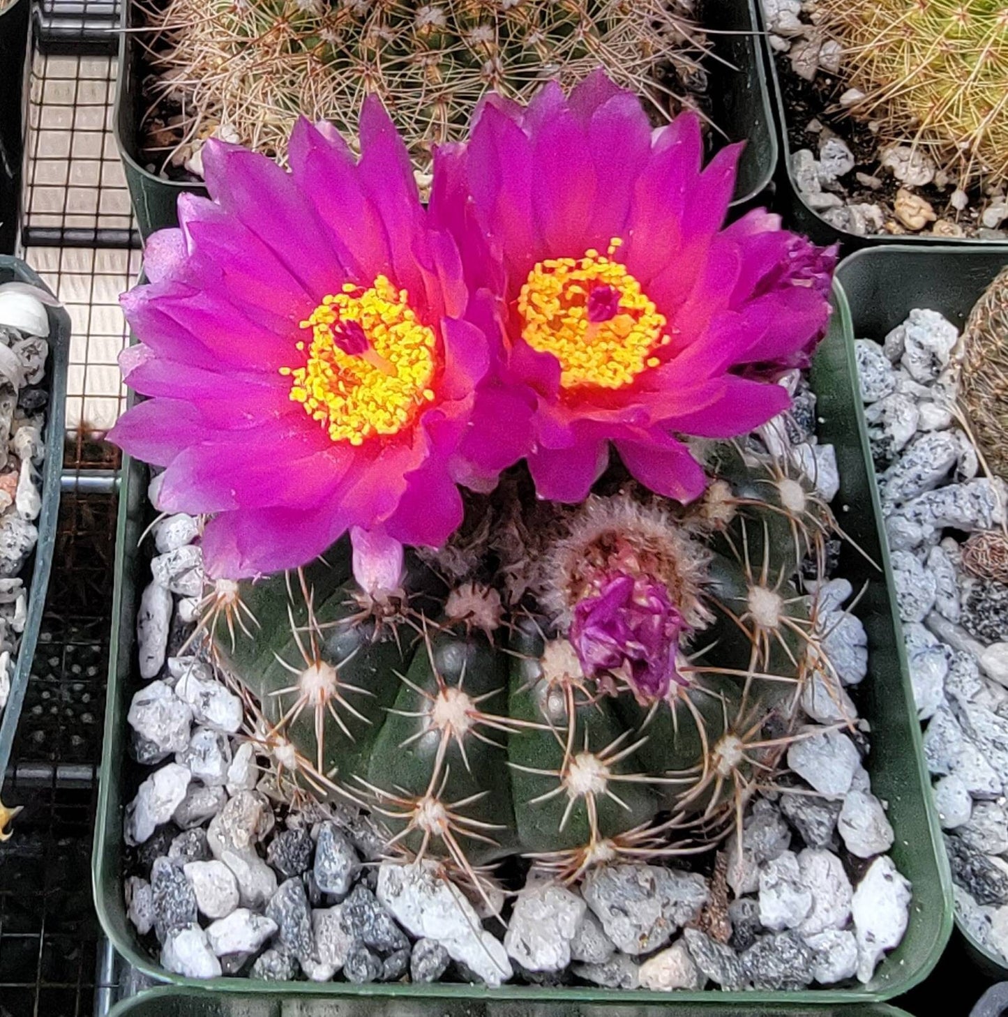 Notocactus uebelmannianus