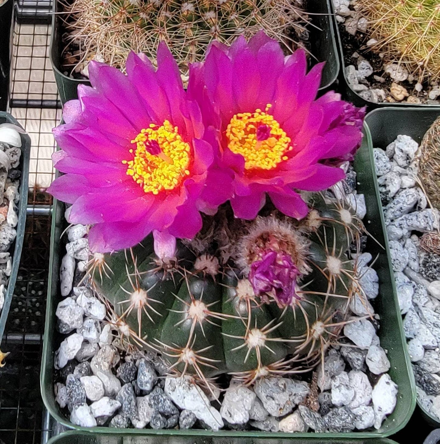 Notocactus uebelmannianus - seeds