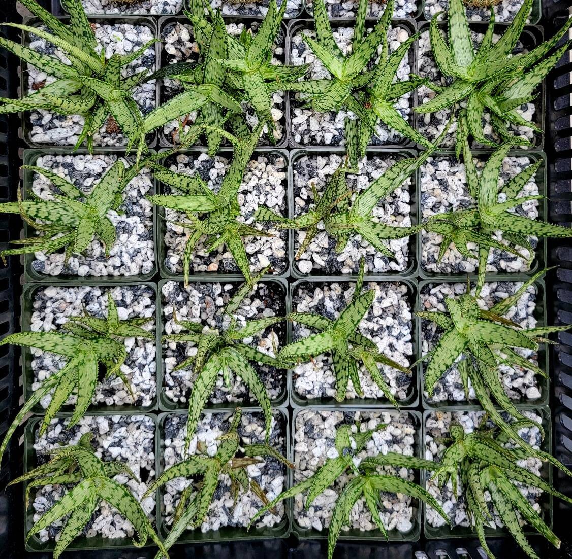 Aloe white fox