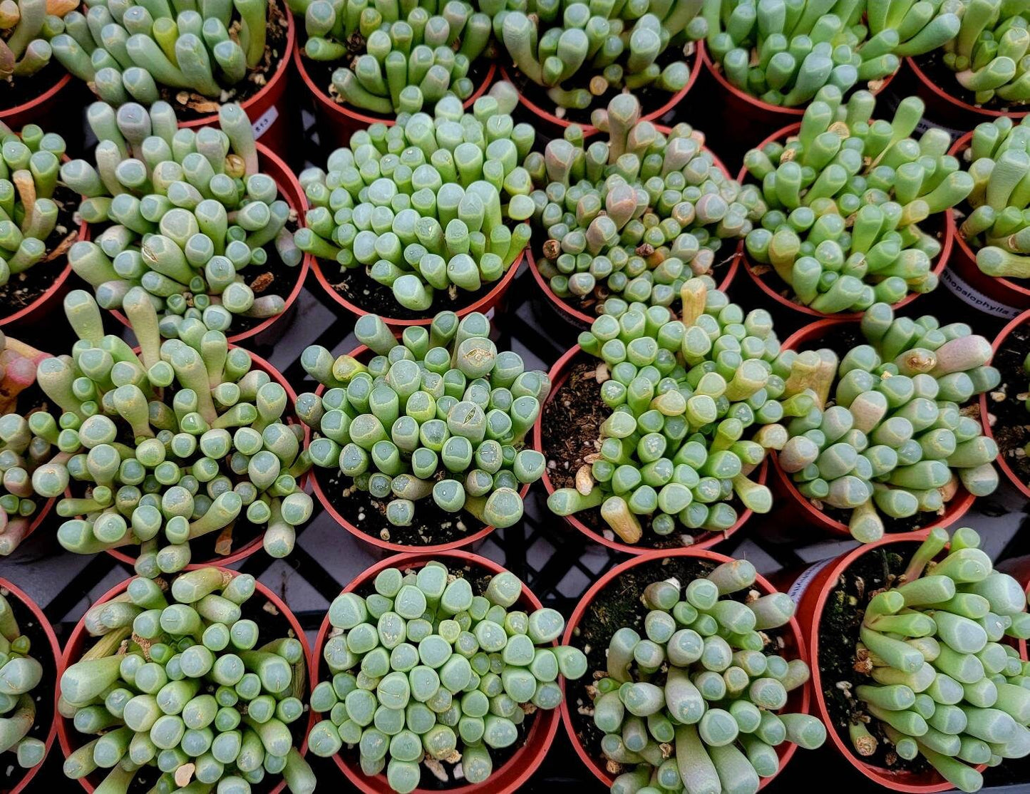 Fenestraria rhopalophylla | baby toes succulent