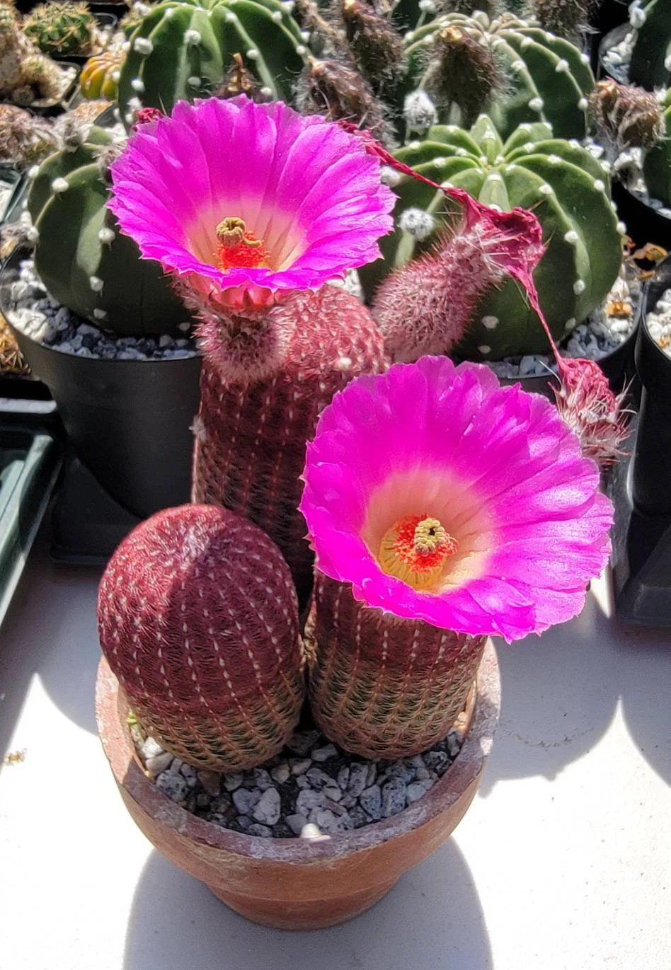 Echinocereus rigidissimus var.rubispinus | Rainbow Cactus (seeds)