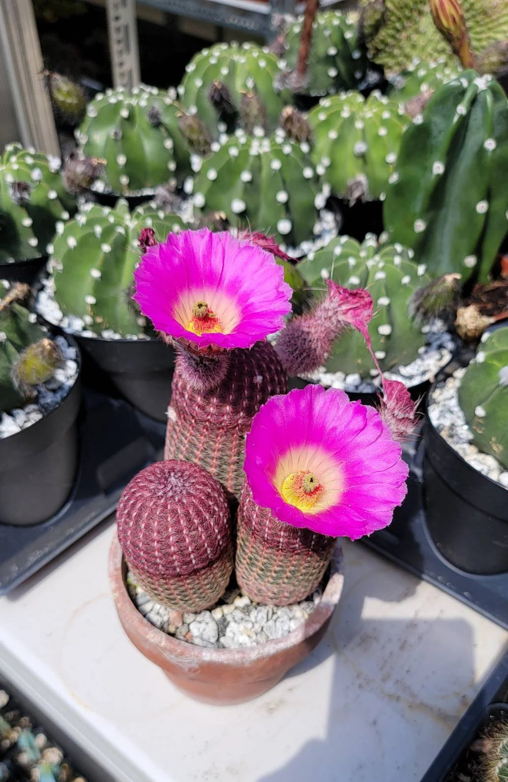 Echinocereus rigidissimus var.rubispinus | Rainbow Cactus (seeds)