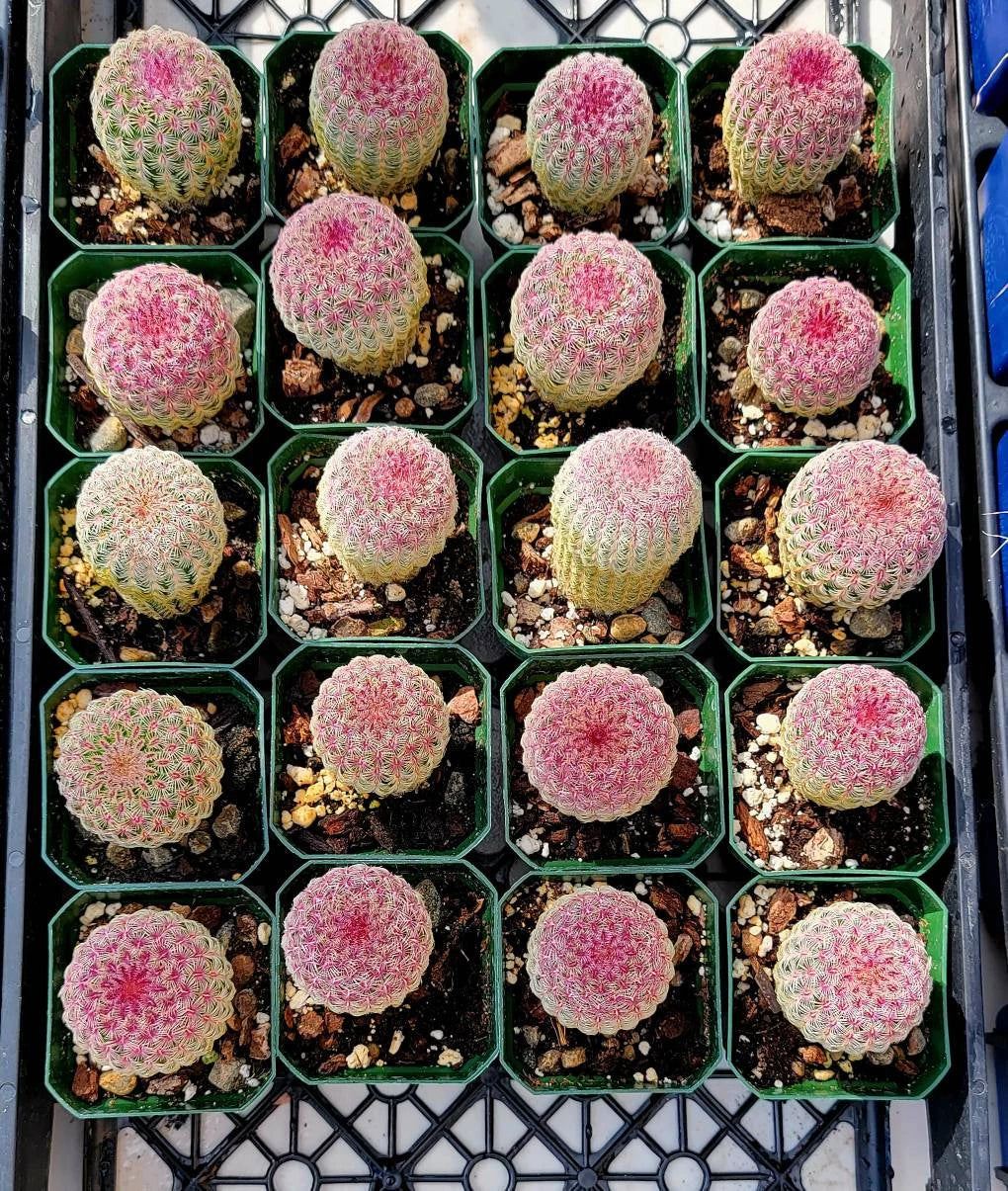 Echinocereus rigidissimus var. rubispinus | Rainbowcactus