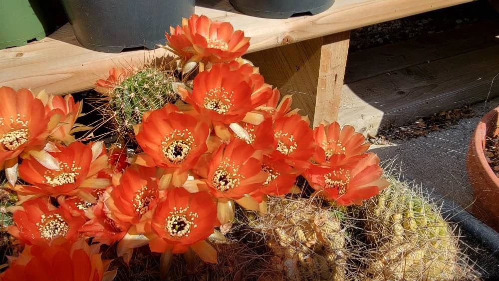 Echinopsis | Lobivia pentlandii hybrid (15 seeds)