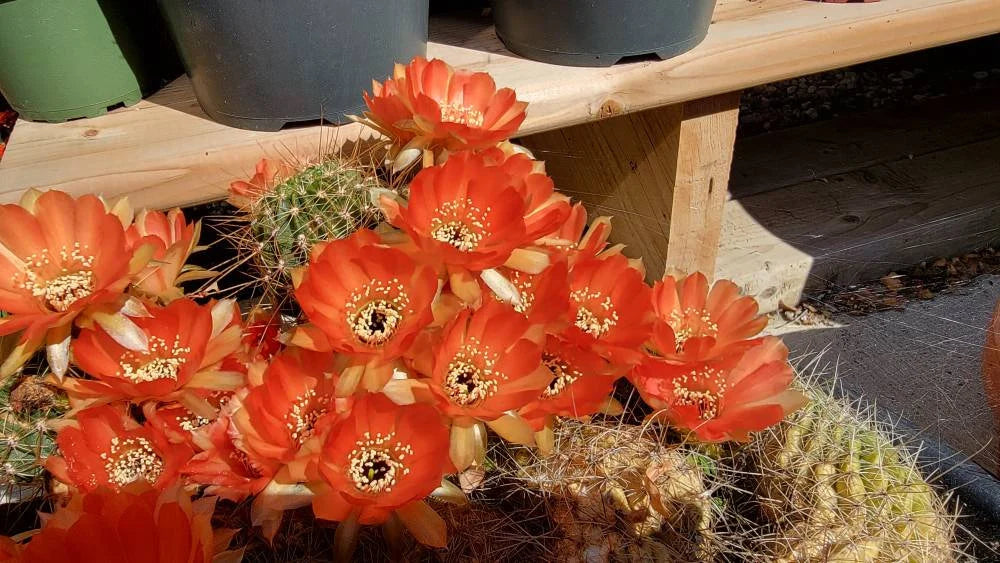 Echinopsis | Lobivia pentlandii hybrid (15 seeds)