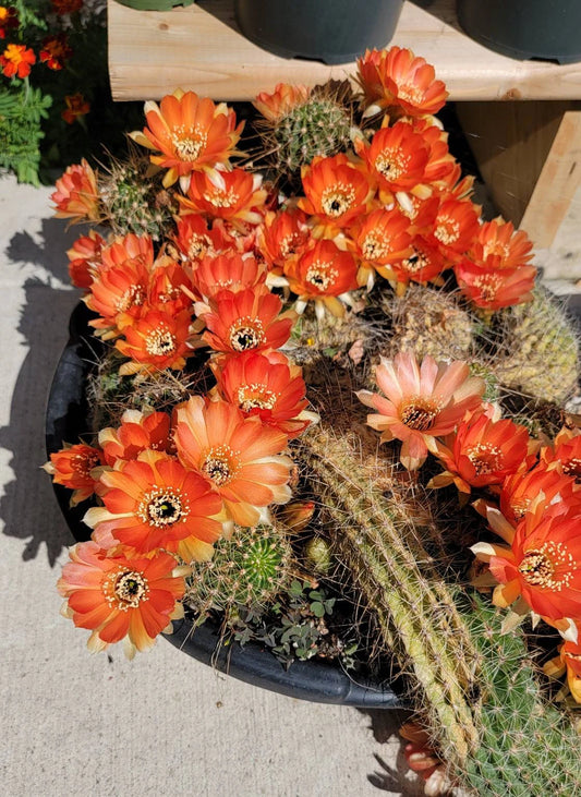 Echinopsis | Lobivia pentlandii hybrid (15 seeds)