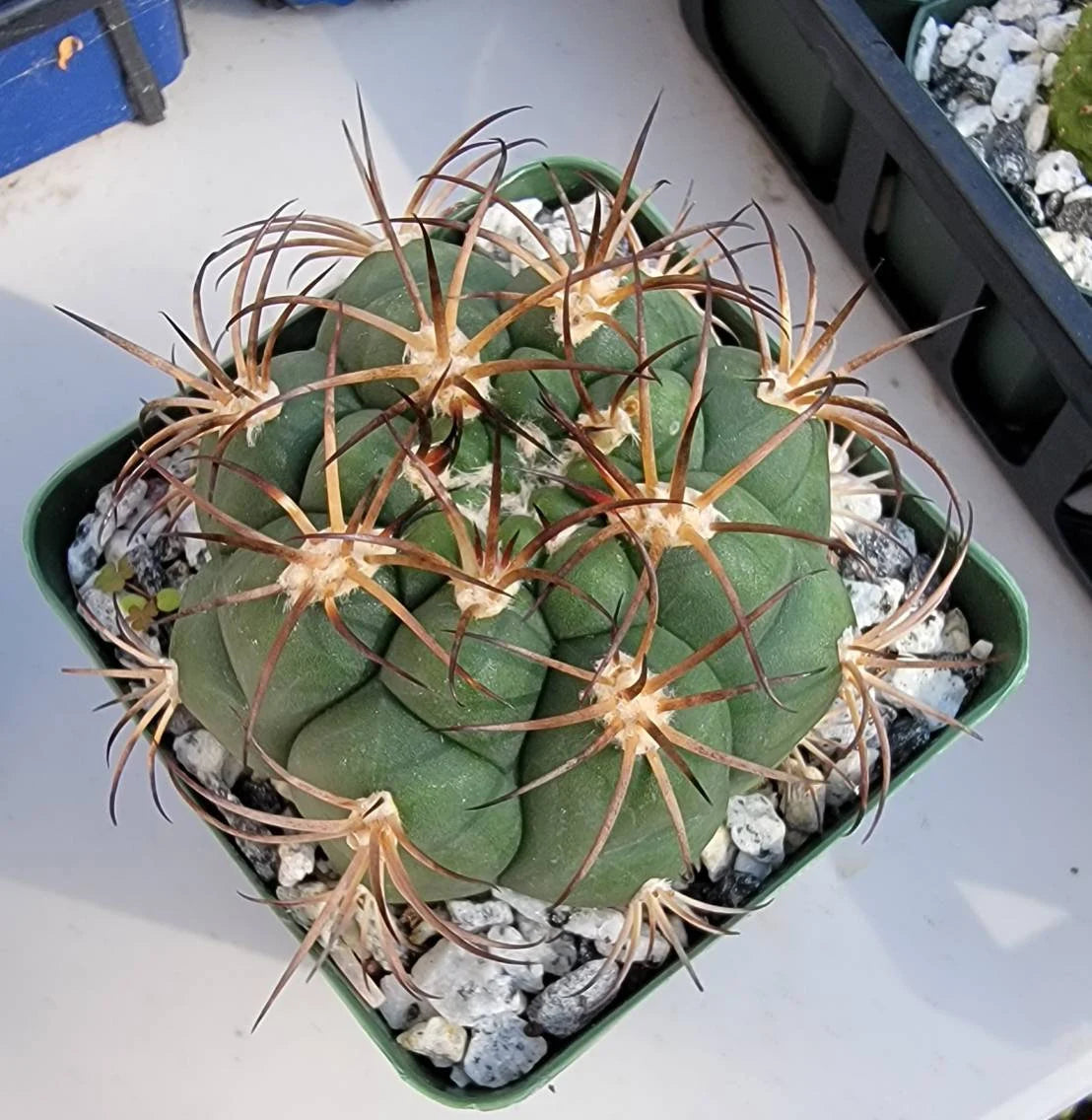 Gymnocalycium saglionis