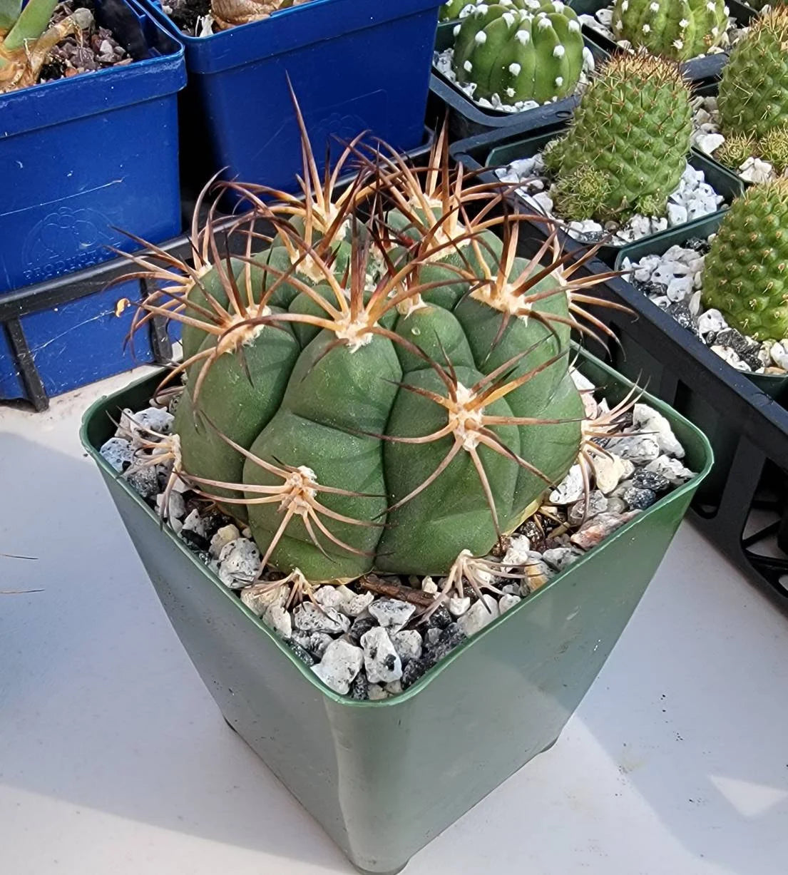 Gymnocalycium saglionis