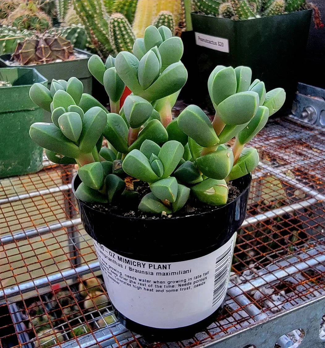 Corpuscularia lehmannii