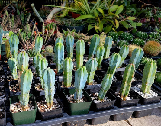 Myrtillocactus geometrizans | Blue Candle cactus