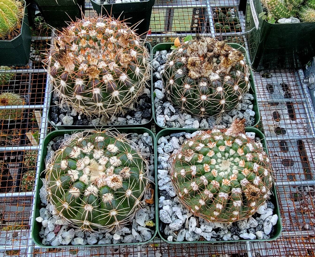 Notocactus uebelmannianus