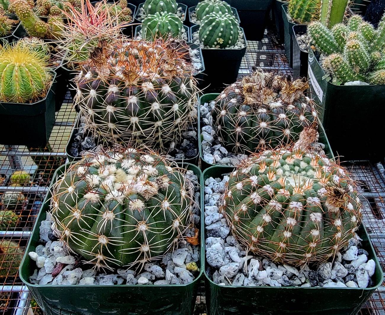 Notocactus uebelmannianus