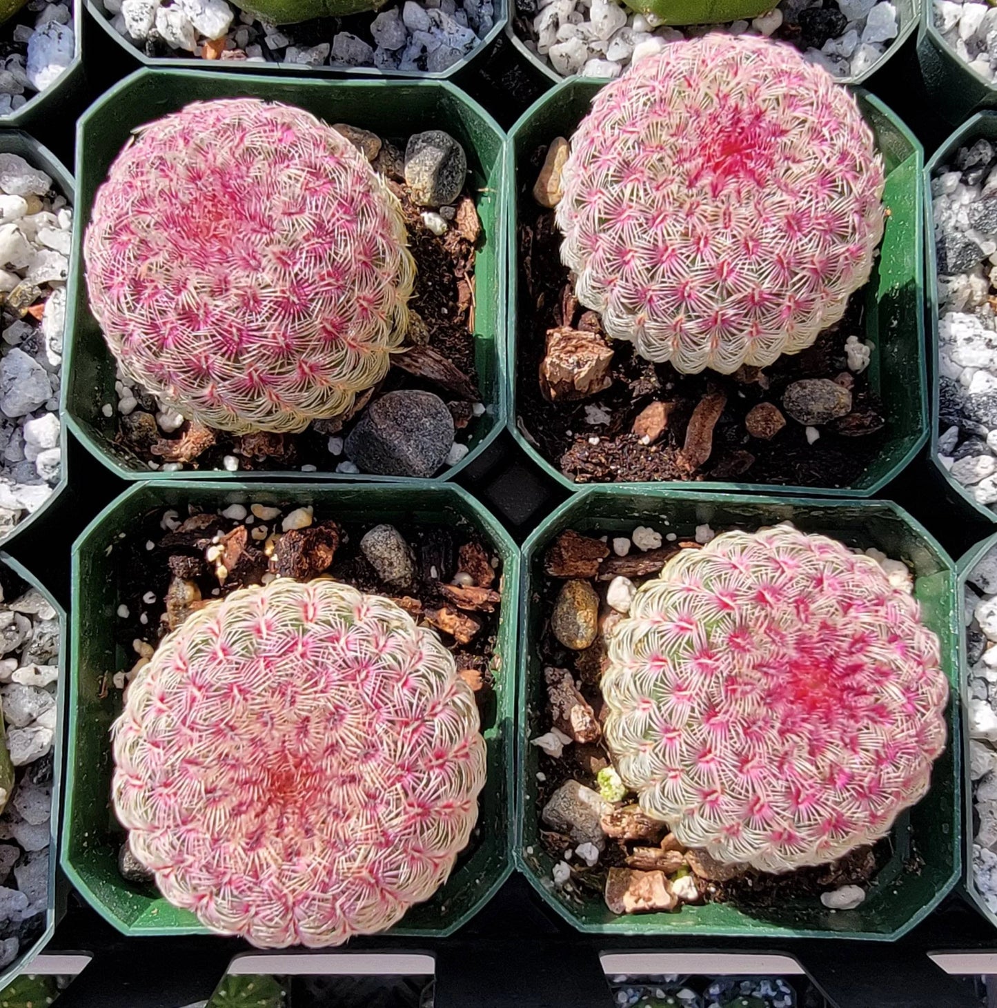 Echinocereus rigidissimus var. rubispinus | Rainbowcactus