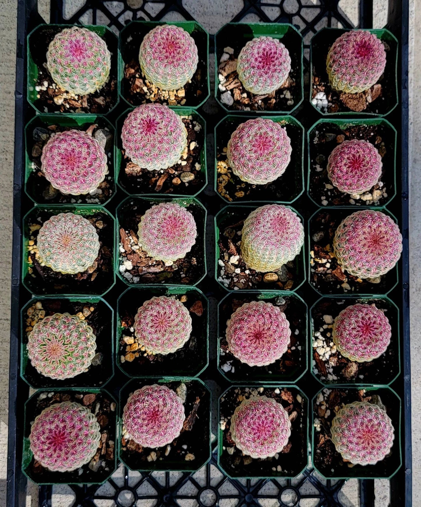 Echinocereus rigidissimus var. rubispinus | Rainbowcactus