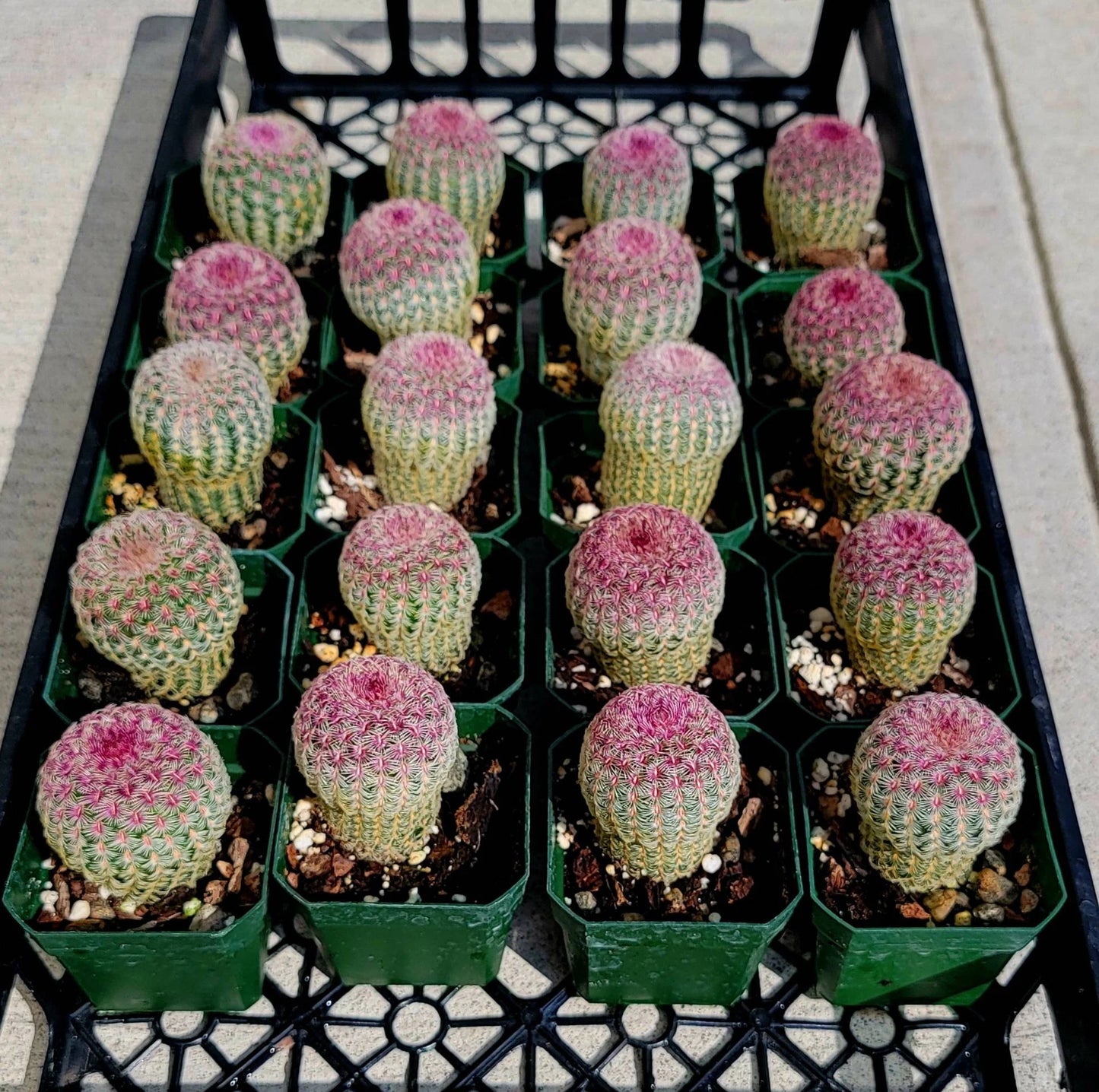 Echinocereus rigidissimus var. rubispinus | Rainbowcactus