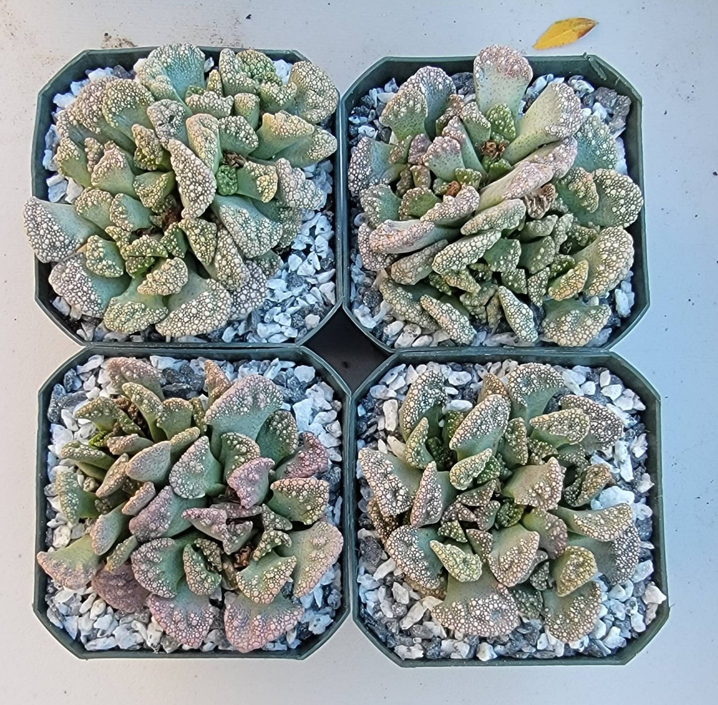 Titanopsis calcarea - Clump (3-4 plants/pot)