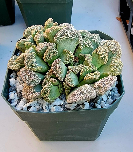 Titanopsis calcarea - Clump (3-4 plants/pot)