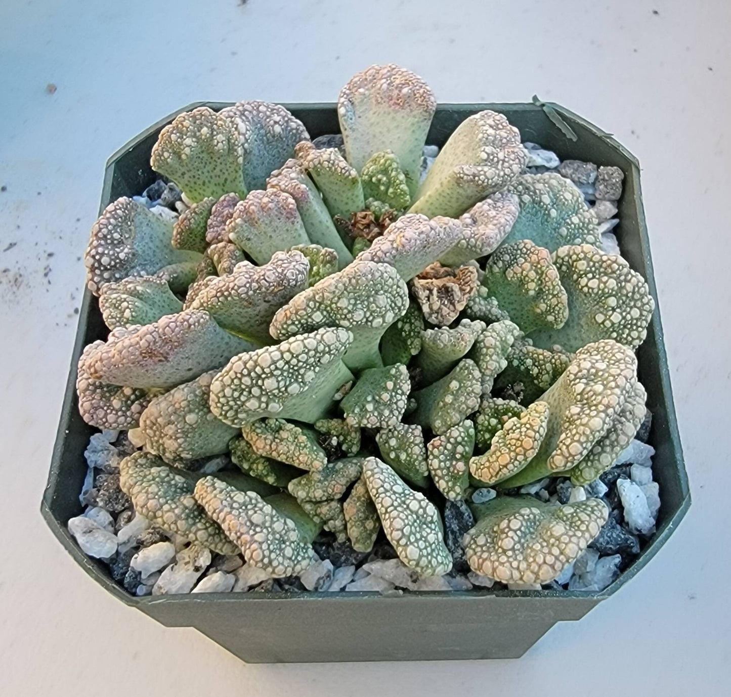 Titanopsis calcarea - Clump (3-4 plants/pot)