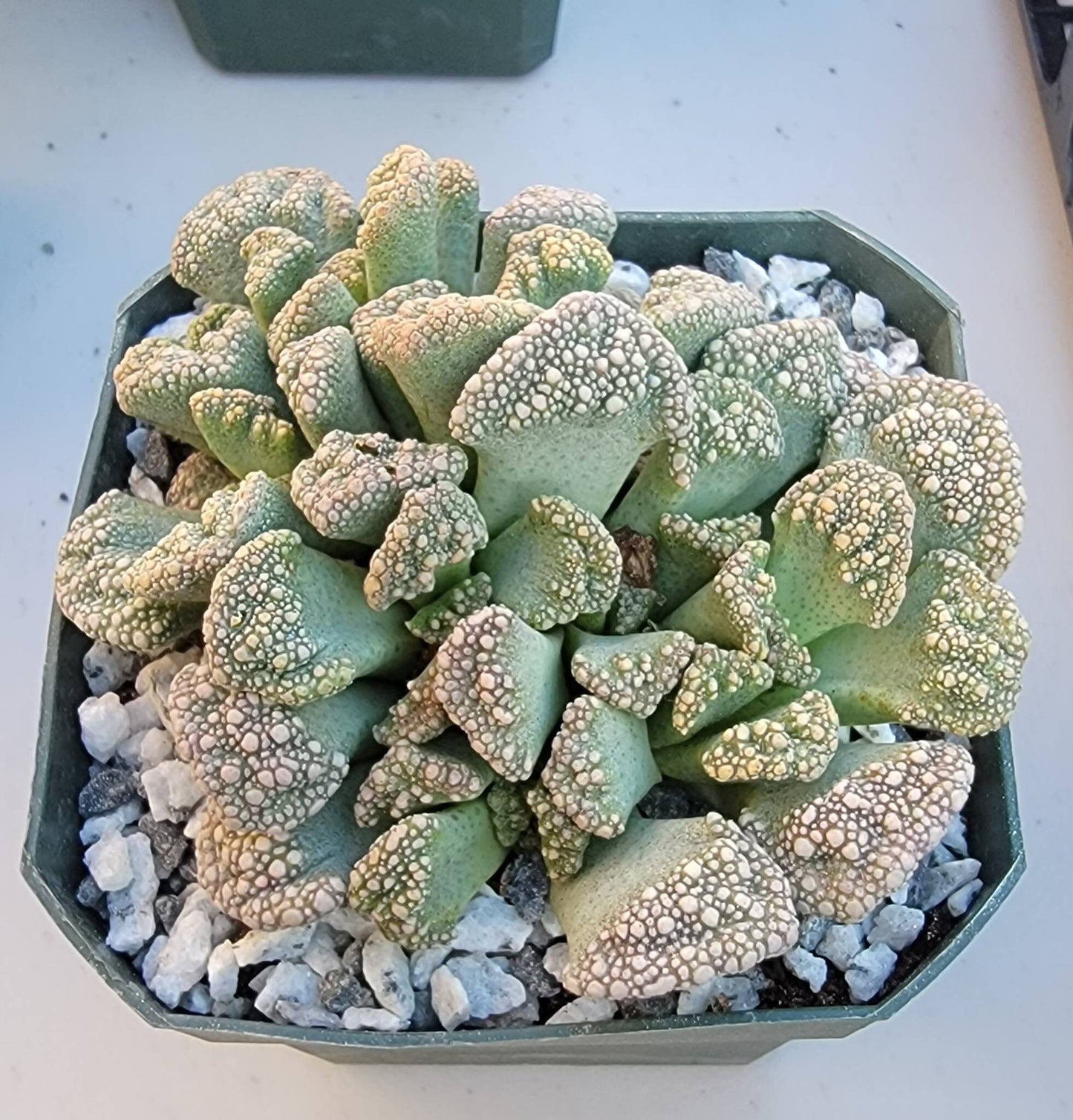 Titanopsis calcarea - Clump (3-4 plants/pot)