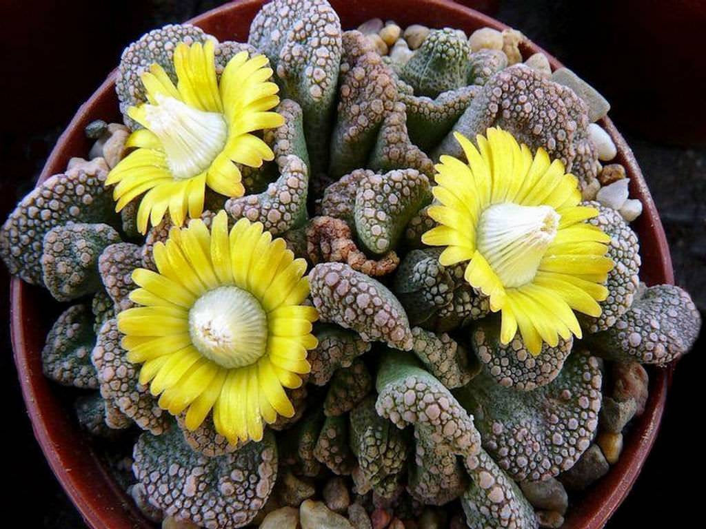 Titanopsis calcarea - Clump (3-4 plants/pot)