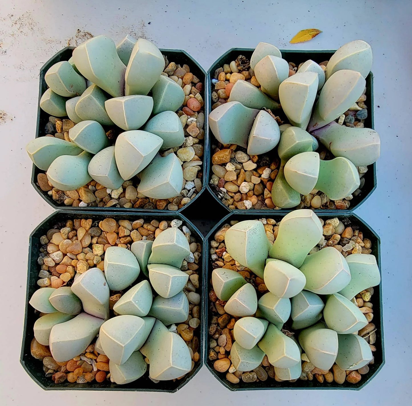 Lapidaria margaretae