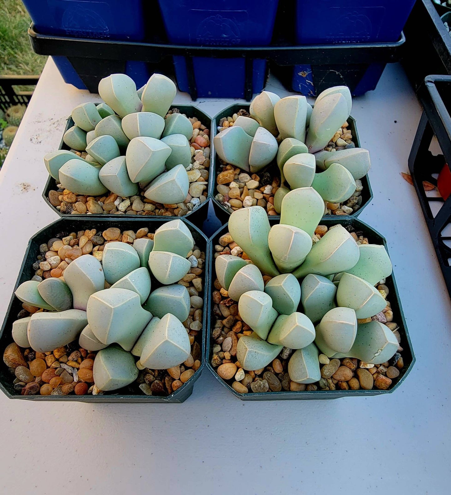 Lapidaria margaretae