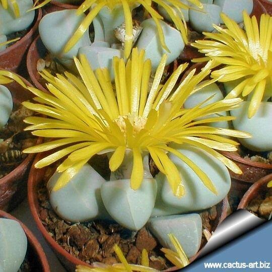 Lapidaria margaretae