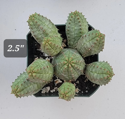 Euphorbia pseudoglobosa