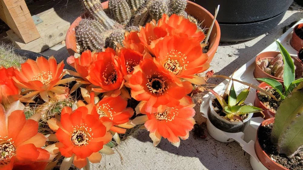 Echinopsis | Lobivia pentlandii hybrid (15 seeds)