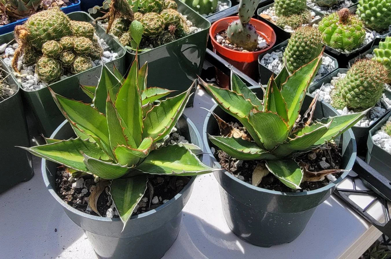 Agave lophantha 'Splendida' (Center Stripe Agave)