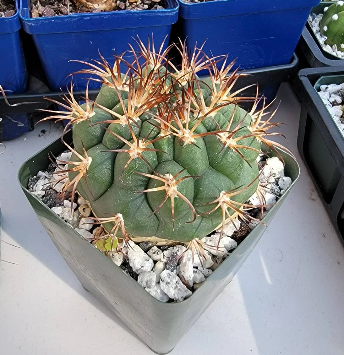 Gymnocalycium saglionis