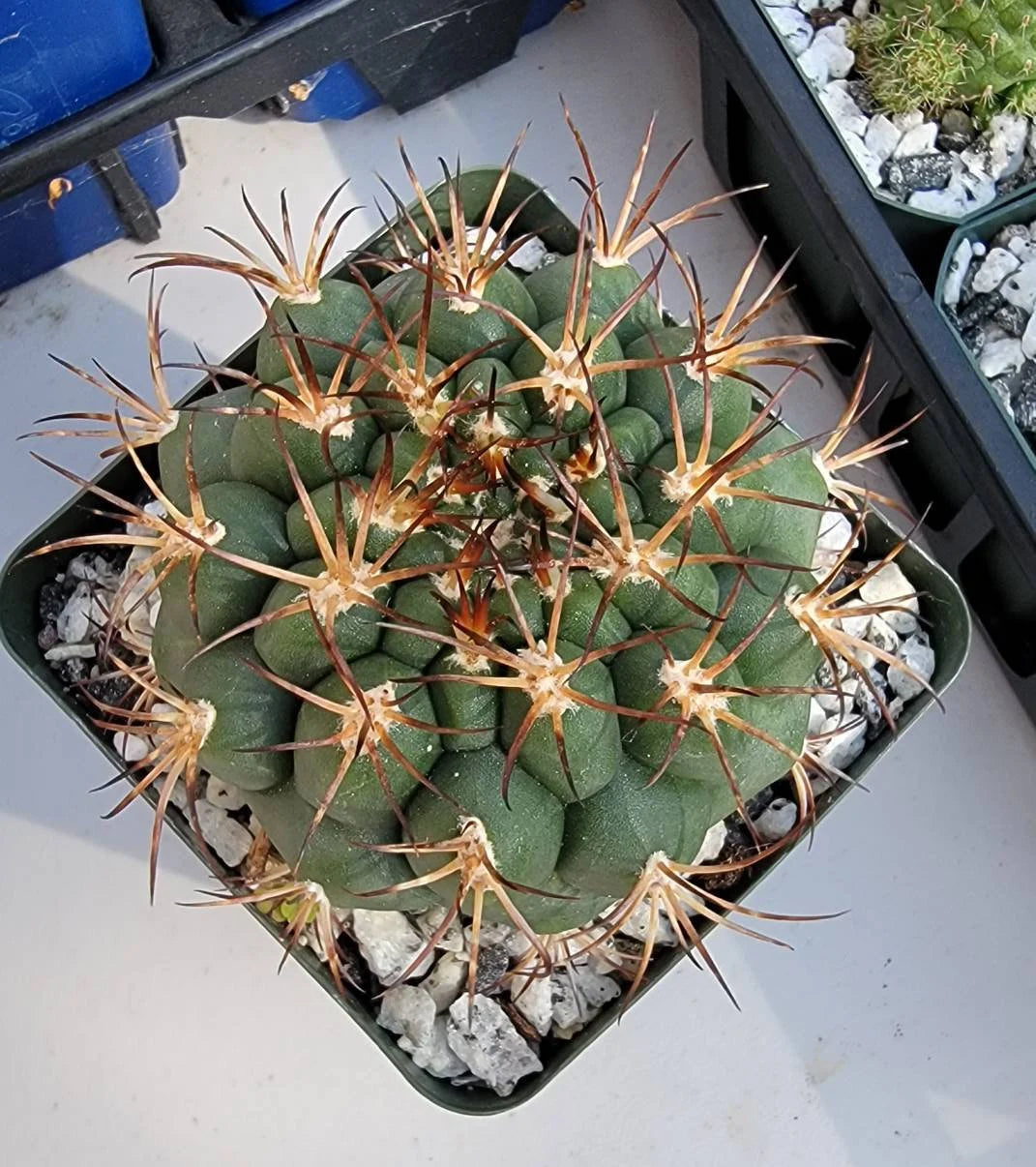 Gymnocalycium saglionis