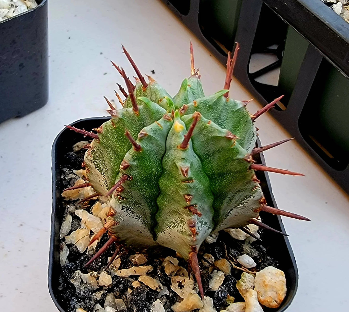 Euphorbia horrida