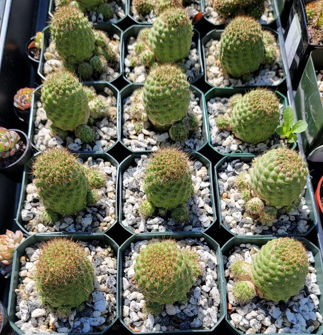 Rebutia donaldiana fiebrigii