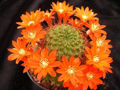 Rebutia donaldiana fiebrigii