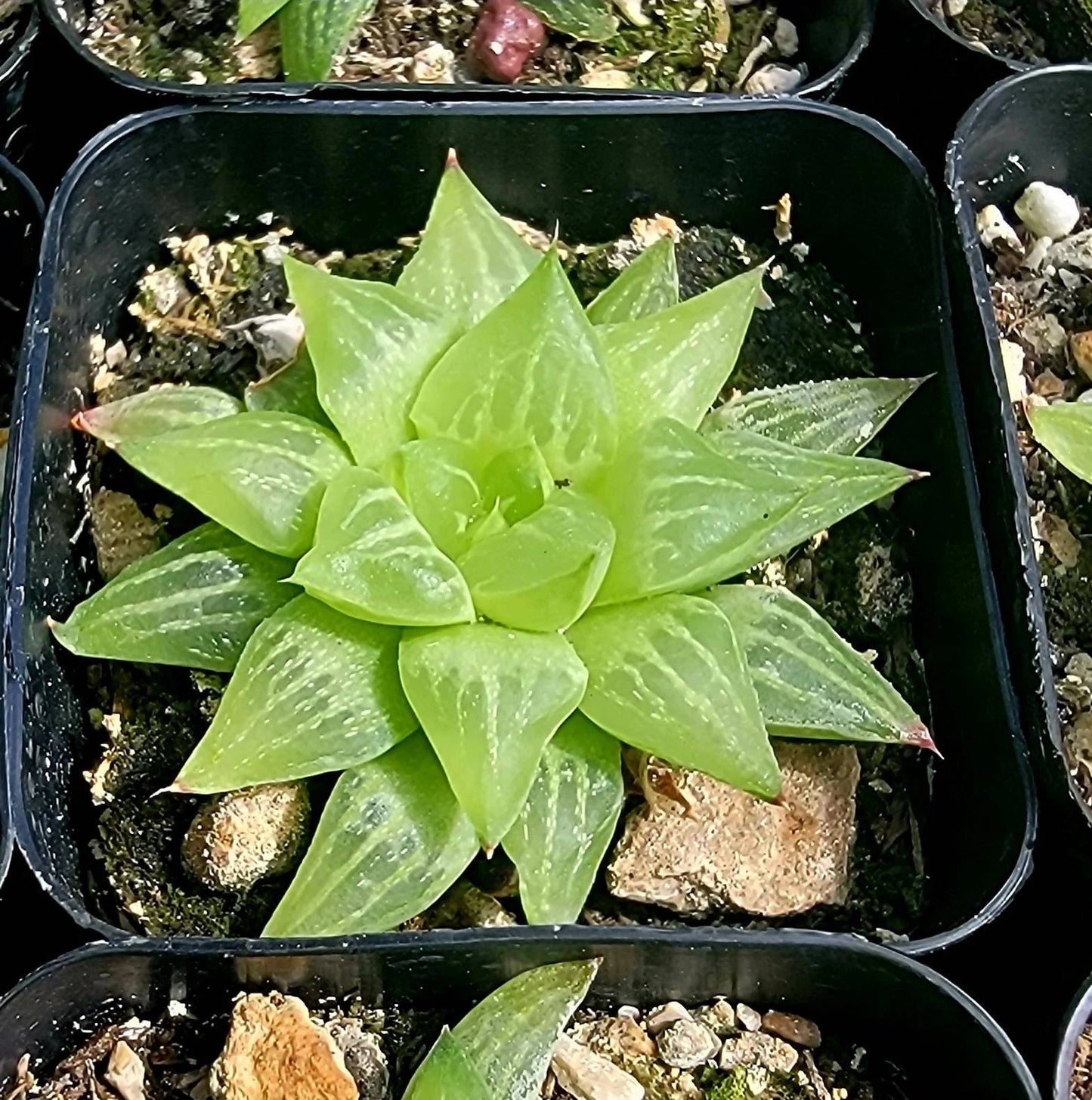 Haworthia retusa f. geraldii