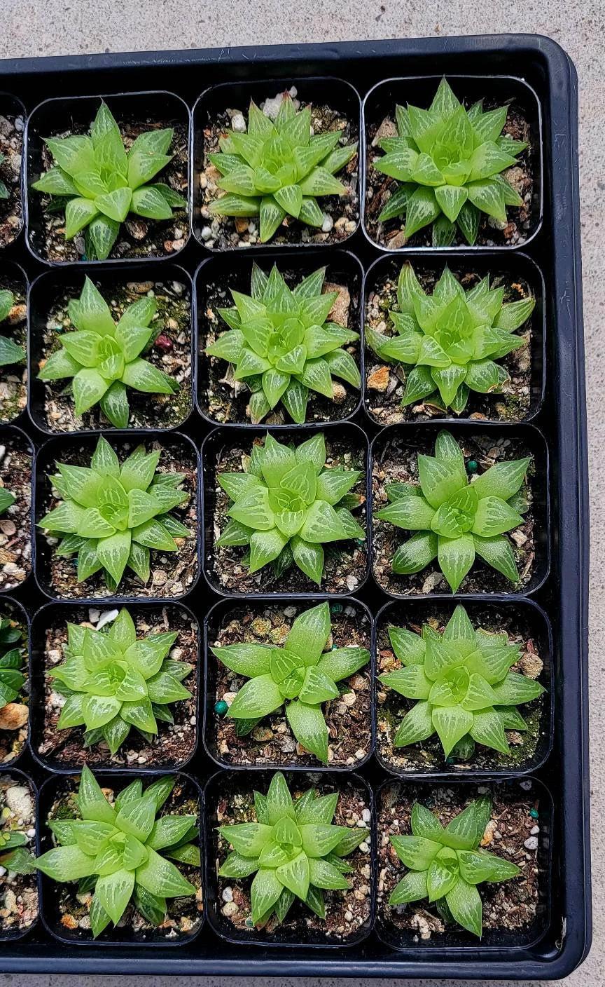 Haworthia retusa f. geraldii