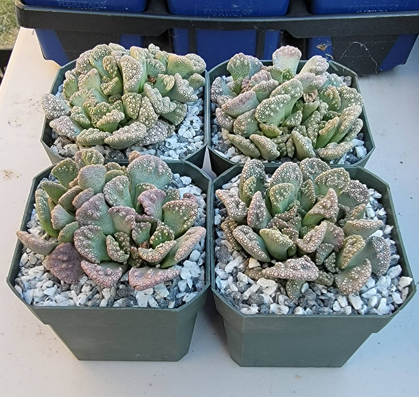 Titanopsis calcarea - Clump (3-4 plants/pot)