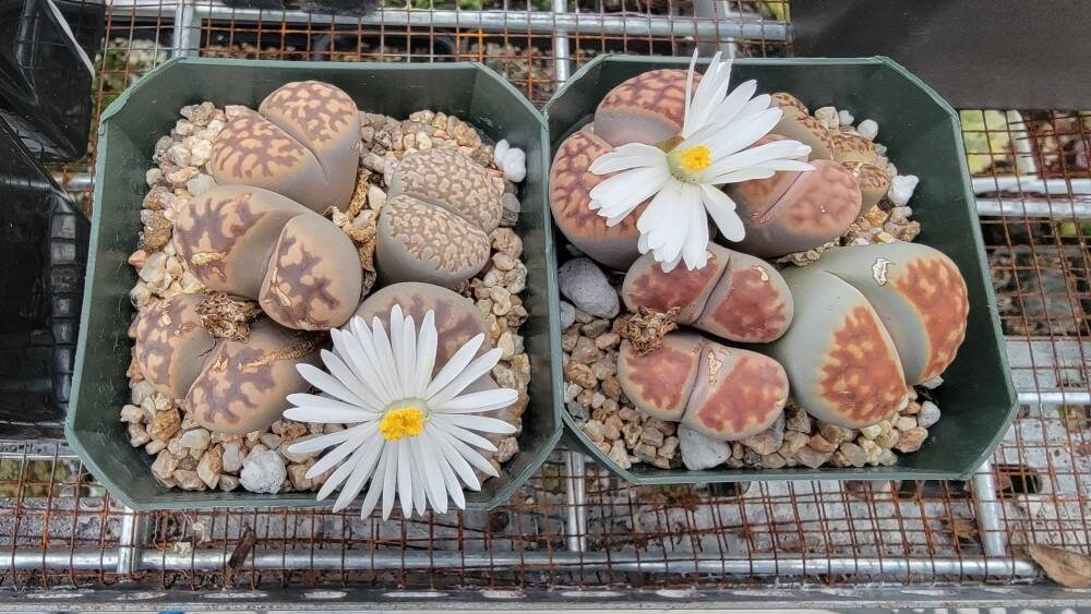 Lithops | Living Stones | Living Rock | Mimicry Plant