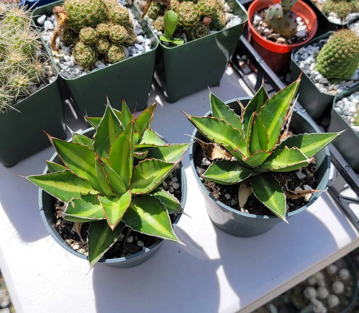 Agave lophantha 'Splendida' (Center Stripe Agave)