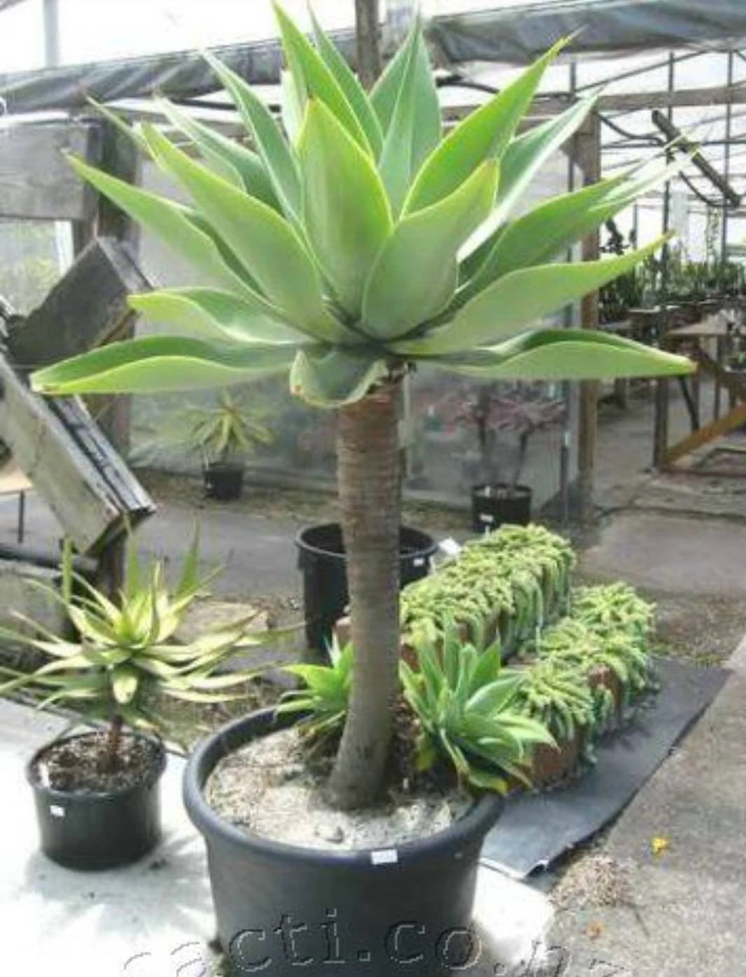 Agave attenuata | foxtail agave (Live plant)