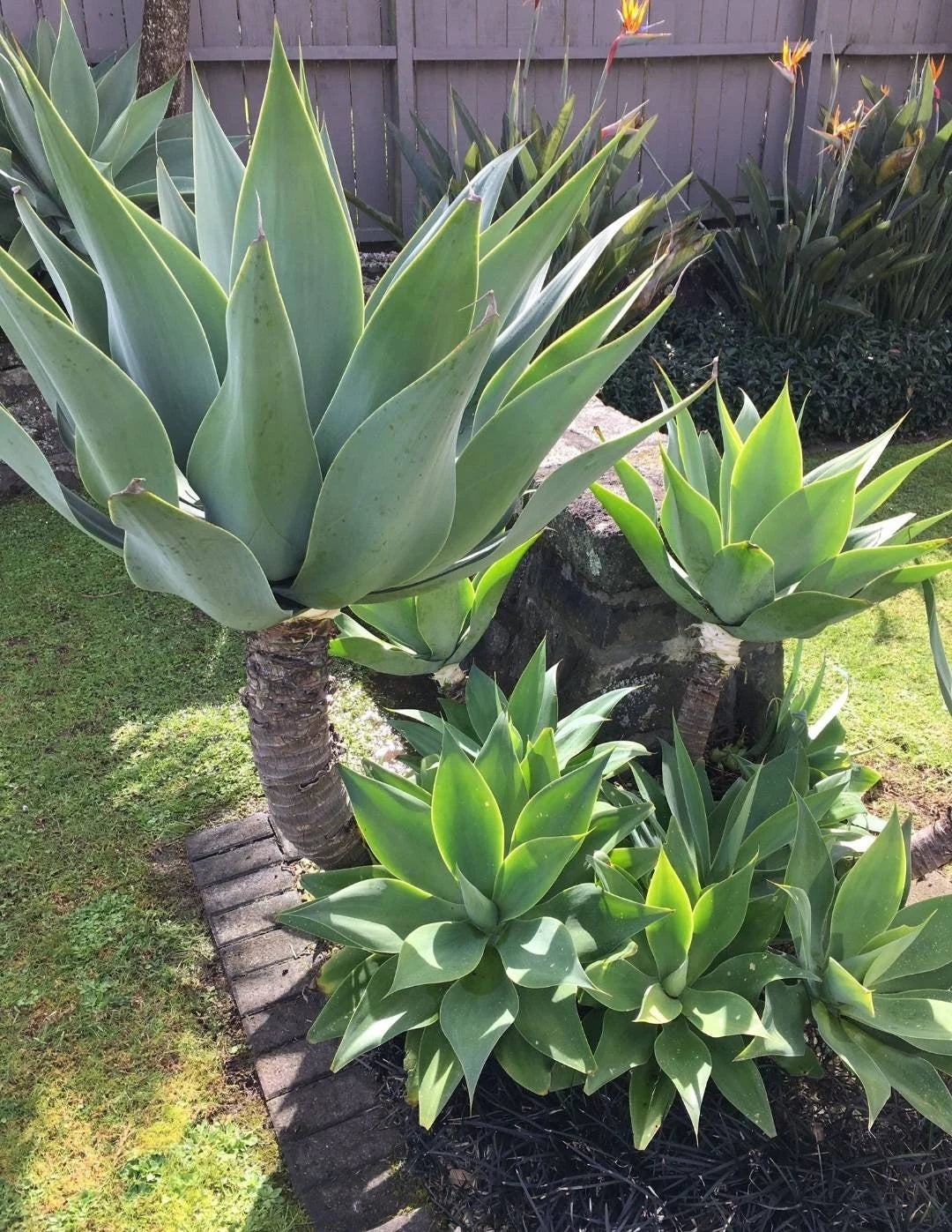 Agave attenuata | foxtail agave (Live plant)