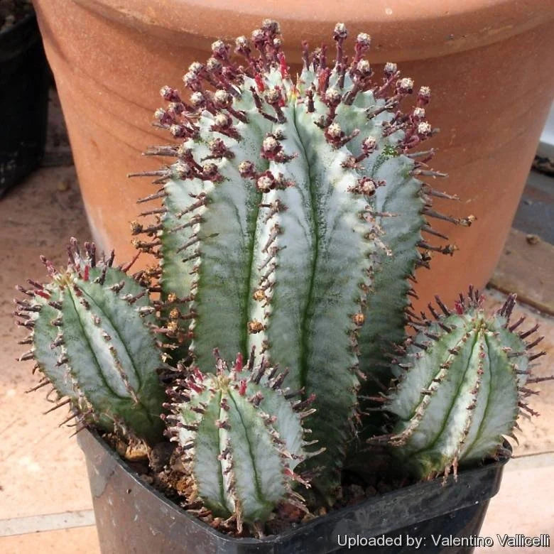 Euphorbia horrida