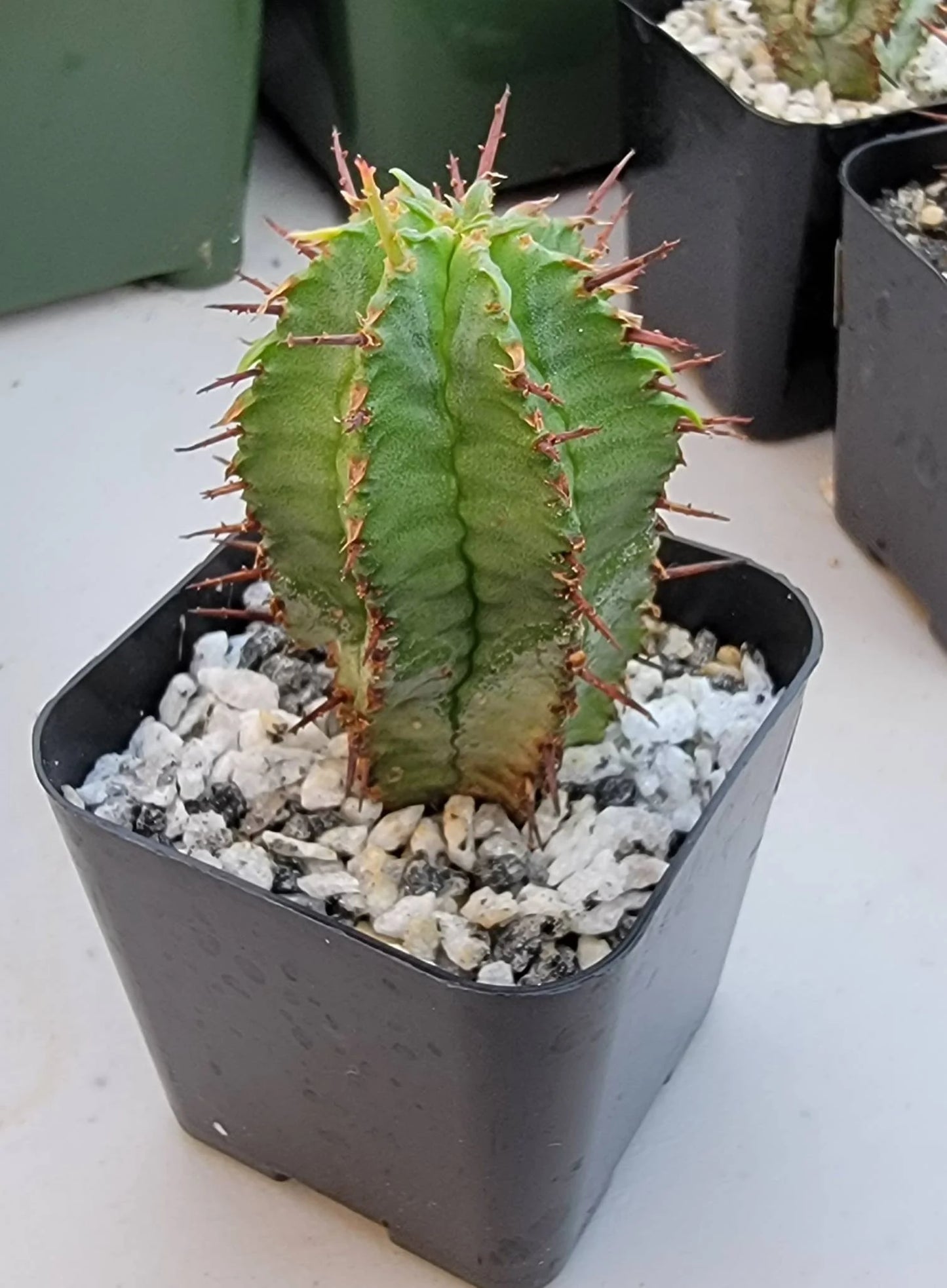 Euphorbia horrida