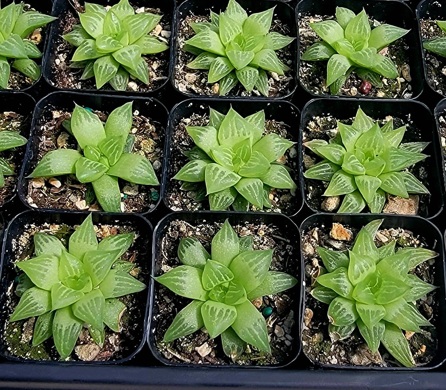 Haworthia retusa f. geraldii