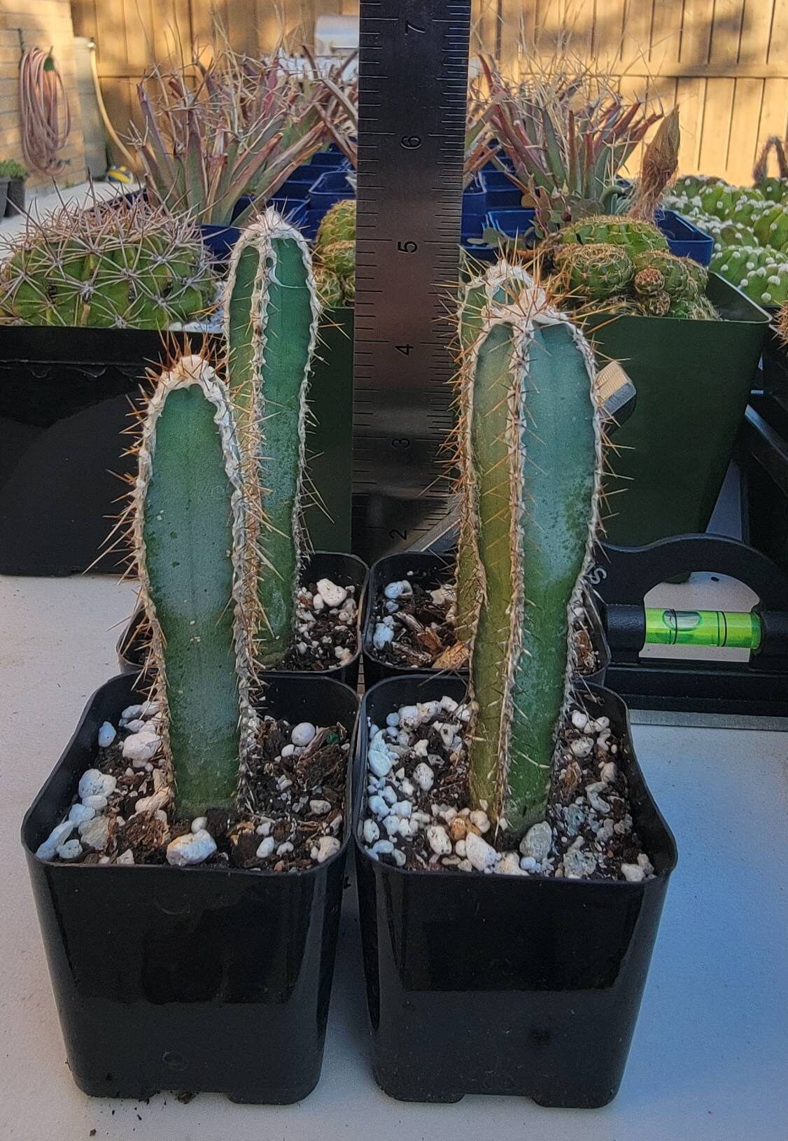 Cereus validus (Cereus forbesii)