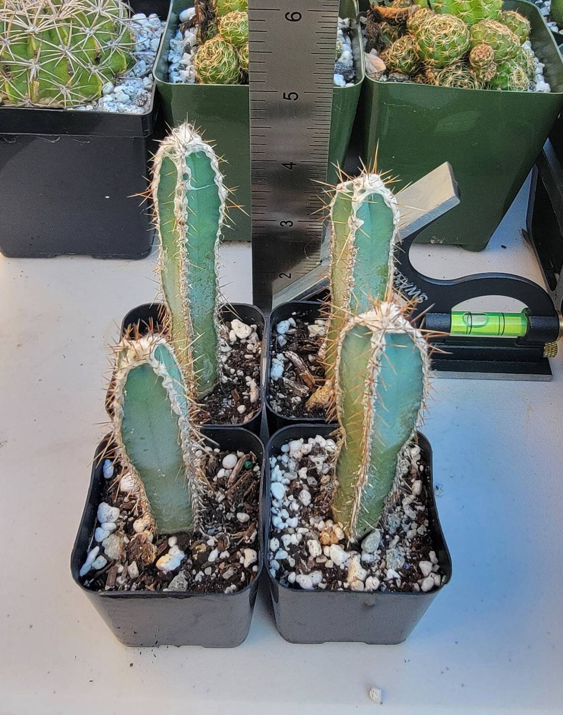 Cereus validus (Cereus forbesii)