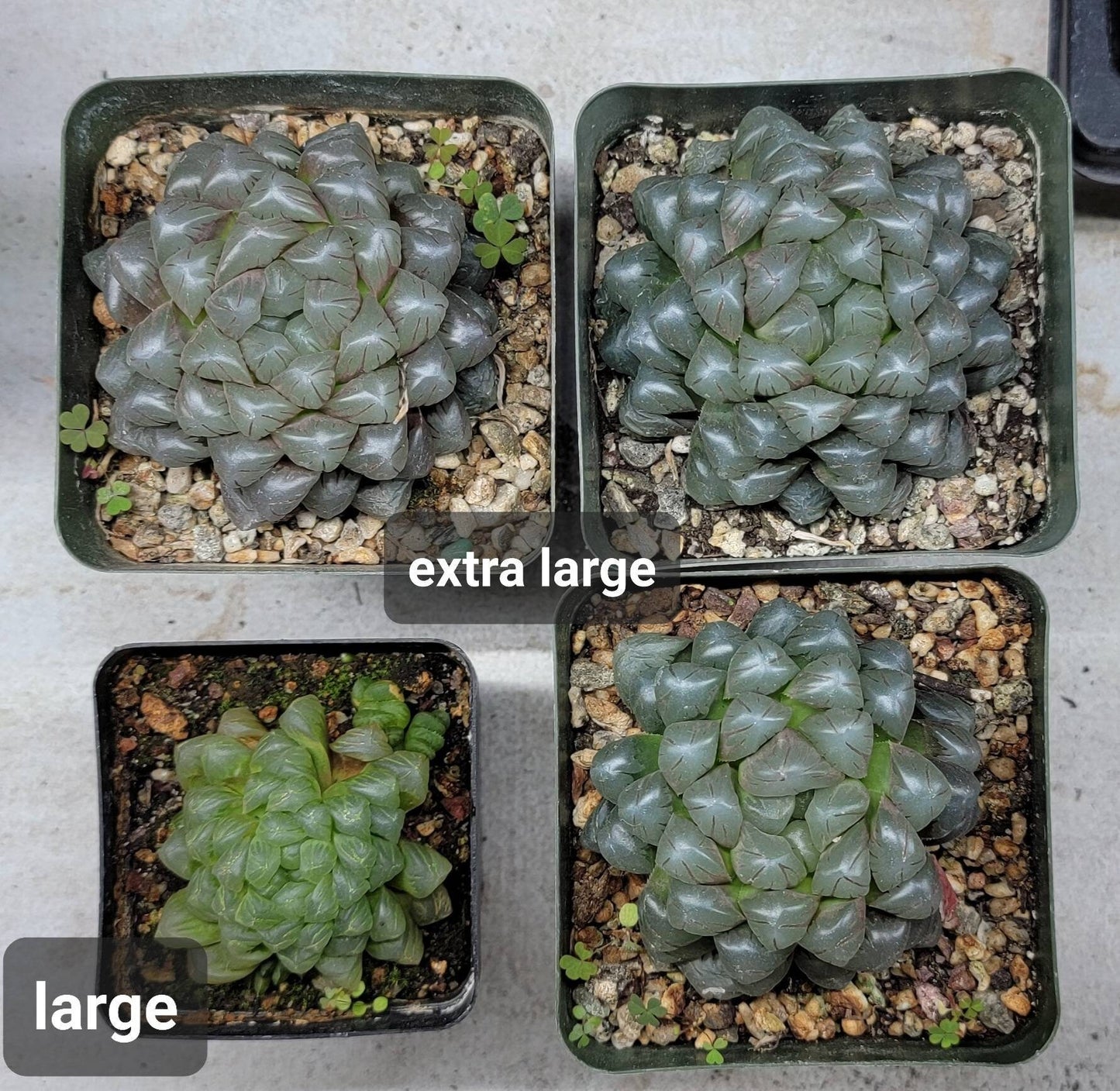 Haworthia Cooperi