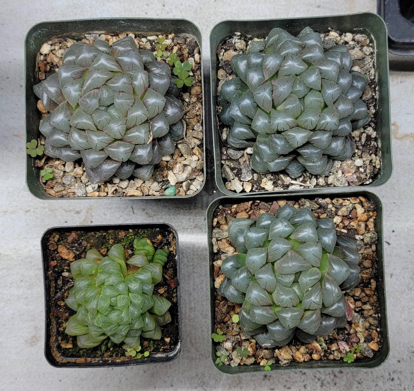 Haworthia Cooperi