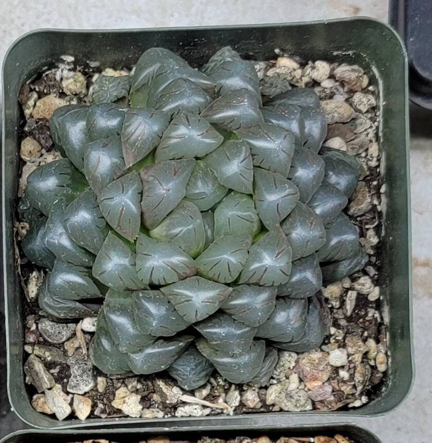 Haworthia Cooperi